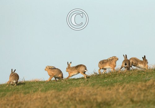    Brown Hares DM2018